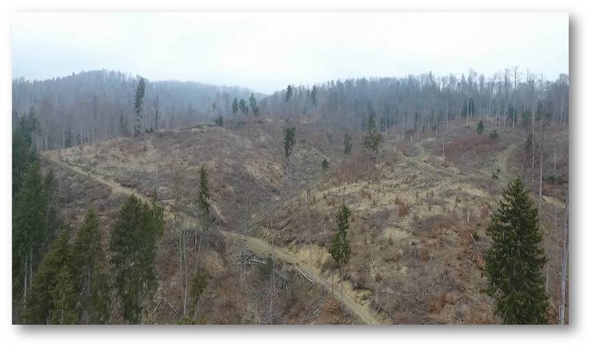 Aproape 14.000 de metri cubi de arbori tăiaţi ilegal, descoperiţi anul trecut de Garda Forestieră Ploieşti