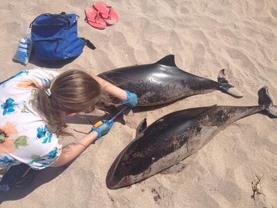 Şase pui de delfin au fost găsiţi morţi pe o plajă din Năvodari