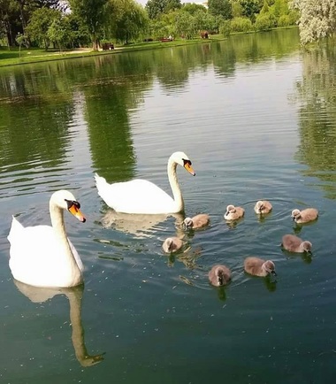 Opt pui de lebădă, furaţi din Parcul IOR; primarul Negoiţă face apel pe Facebook pentru a-i găsi