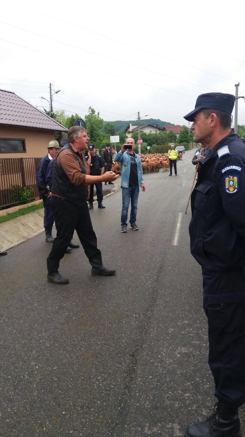 Ciobani amendaţi de jandarmi după ce au adus sute de oi pe străzile din Curtea de Argeş ca protest faţă de o decizie a Primăriei