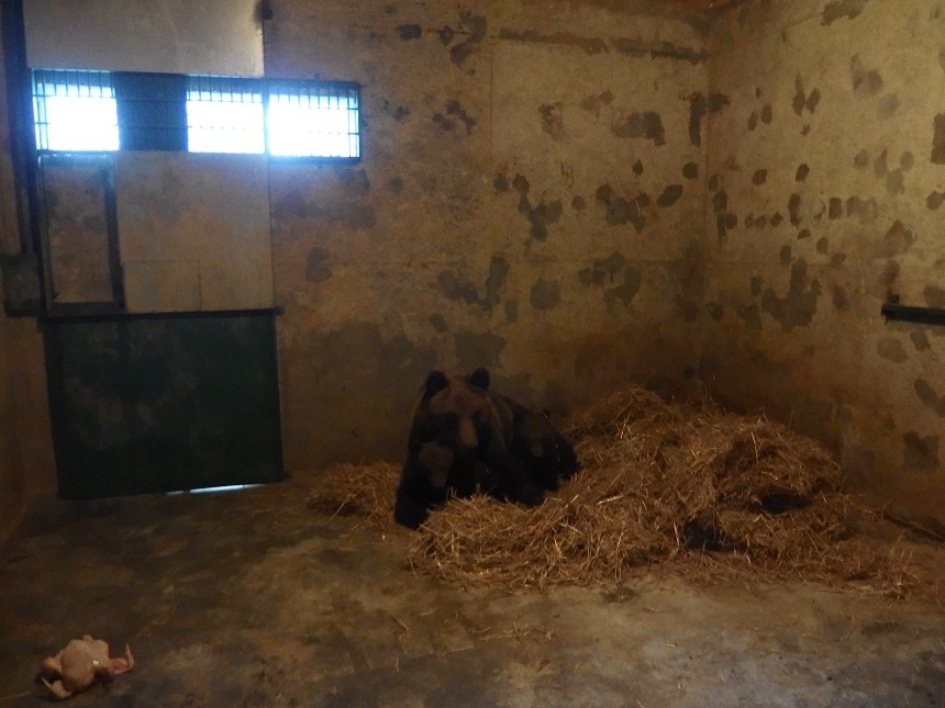 Urşii care coborau în staţiunea Cheia au ajuns la Zărneşti, unde se vor alătura altor 87 de exemplare care trăiesc în rezervaţie