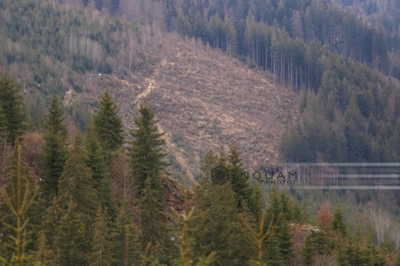 Percheziţii la instituţii publice, firme şi locuinţe din judeţul Bacău într-un caz de tăieri ilegale de arbori, cu prejudiciu de un milion de lei