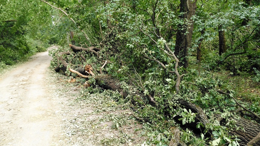 Copaci doborâţi de vânt, maşini avariate şi localităţi fără curent electric, în cinci judeţe şi Bucureşti, în urma furtunilor