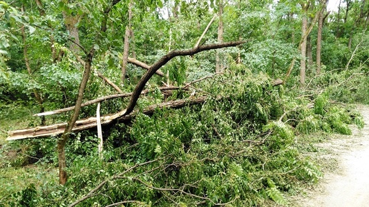 Bilanţ IGSU: Copaci şi acoperişuri smulse de vânt, maşini avariate, animale luate de viituri şi drumuri inundate, în 56 de localităţi din cauza furtunilor