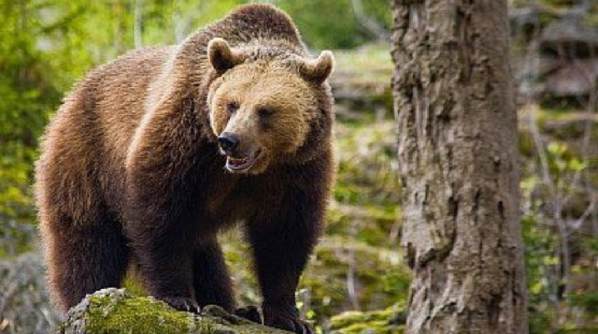 Harghita: Doi ciobani, la spital după ce au fost atacaţi de o ursoaică