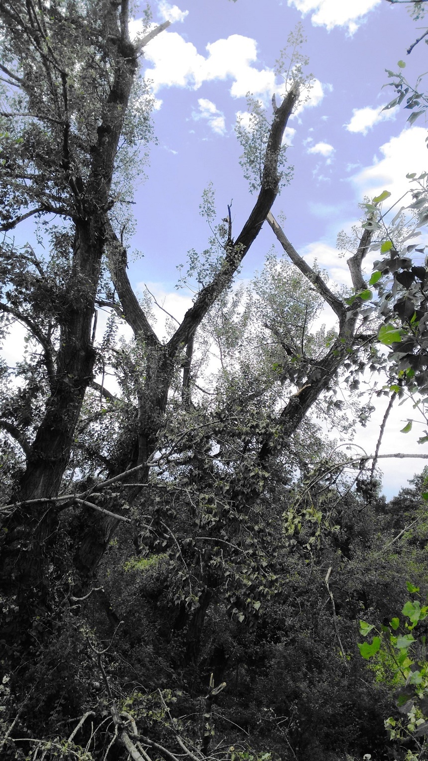 Harghita: Trafic feroviar oprit în zona Mădărş, din cauza unui copac căzut pe firul de contact