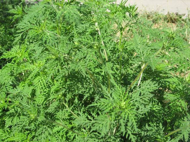 Societatea de Alergologie avertizează că ambrozia este un alergen foarte agresiv şi cere sprijinul autorităţilor locale pentru eradicarea acesteia