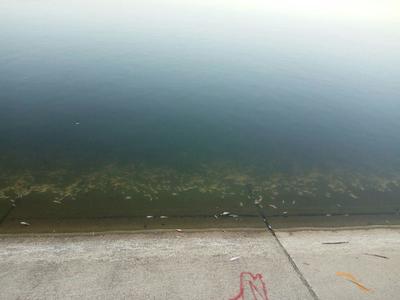 Peşti morţi în Lacul Morii din Capitală. Primăria Sectorului 6: Cauza morţii ar putea fi nivelul scăzut de oxigen din apă produs de dezvoltarea excesivă a plantelor acvatice