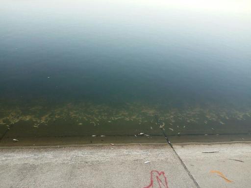 Peşti morţi în Lacul Morii din Capitală. Primăria Sectorului 6: Cauza morţii ar putea fi nivelul scăzut de oxigen din apă produs de dezvoltarea excesivă a plantelor acvatice