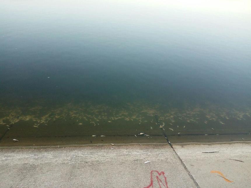 Peşti morţi în Lacul Morii din Capitală. Primăria Sectorului 6: Cauza morţii ar putea fi nivelul scăzut de oxigen din apă produs de dezvoltarea excesivă a plantelor acvatice