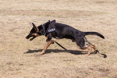 Câinii de serviciu din punctele vamale au depistat peste un milion de ţigări de contrabandă de la începutul anului. FOTO