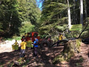 Protest al unor activişti Greenpeace într-o pădure din judeţul Prahova, unde aceştia susţin că ar fi tăiaţi copaci seculari