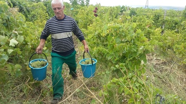 Galaţi: Viile din zona oraşului Târgu Bujor riscă să nu poată fi culese la timp, din cauza lipsei forţei de muncă interesate. FOTO
