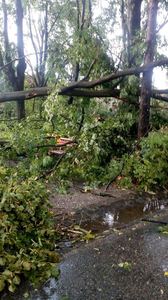 Opt persoane au rămas blocate pe un drum din judeţul Cluj, după ce copacii au căzut pe drum