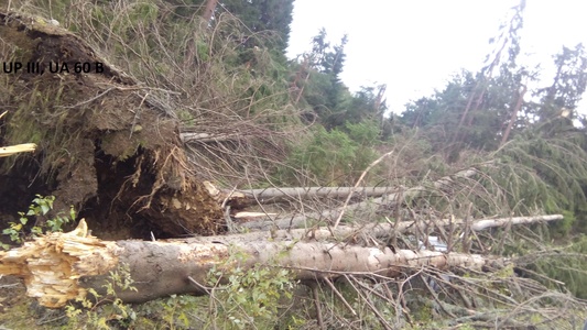 Romsilva: Peste şapte sute de hectare de pădure, doborâte complet de furtunile din ultimele zile