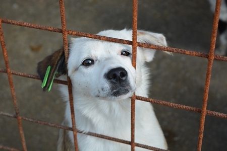 Campanie de adopţie a câinilor fără stăpân, organizată duminică la Ringstar Club
