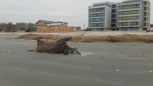 DSVSA Constanţa: Cauza probabilă a morţii celor doi mistreţi găsiţi pe plaja din Mamaia a fost înecul