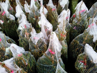 Peste 900 de metri cubi de lemn şi 280 de pomi de Crăciun, confiscaţi de polţişti în ultima săptămână