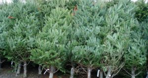 Romsilva: Au fost confiscaţi 3.266 de pomi de Crăciun tăiaţi ilegal