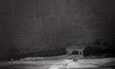 Haită de lupi filmată într-o pădure în Parcul Naţional Piatra Craiului. Romsilva: Populaţia de lup din România este una din cele mai mari din Europa. VIDEO