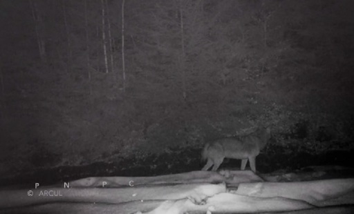 Haită de lupi filmată într-o pădure în Parcul Naţional Piatra Craiului. Romsilva: Populaţia de lup din România este una din cele mai mari din Europa. VIDEO