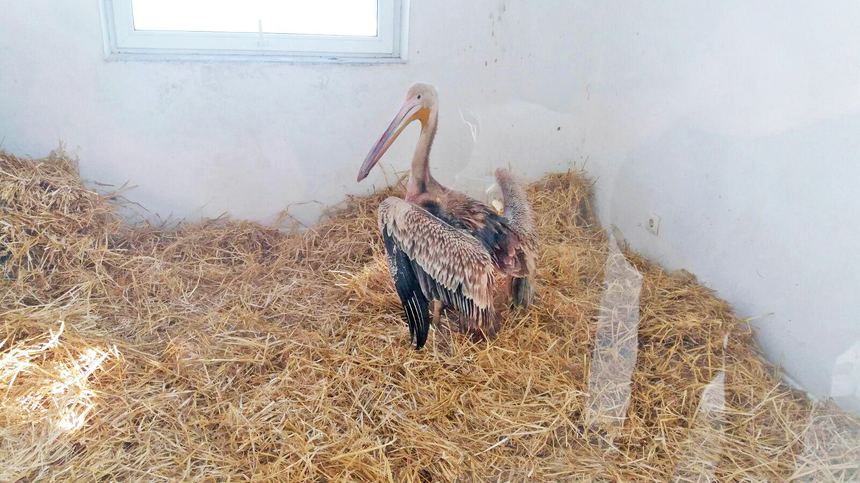 Galaţi: Pui de pelican rănit, salvat de poliţişti locali; pasărea fost dusă la Grădina Zoologică