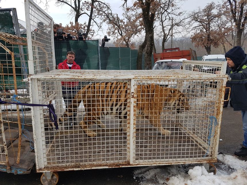 Doi tigri de la Circul Globus au fost duşi la Grădina Zoologică din Galaţi