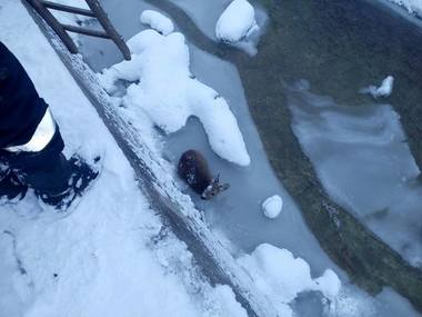 Suceava: Pui de căprioară aproape îngheţat, salvat de pompieri din albia unui părâu. FOTO