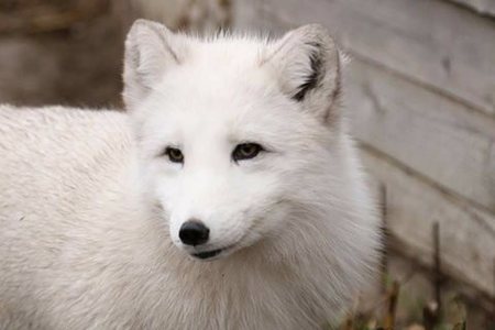 Constanţa: O vulpe polară a evadat de la Microrezervaţie, fiind găsită după câteva ore. VIDEO