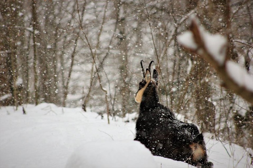 O capră neagră care coboară pe stânci, surprinsă în imagini în Parcul Natural Bucegi. VIDEO