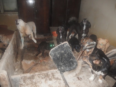 Câmpina: Facturi de aproape 120.000 de lei decontate către o firmă care gestiona activitatea legată de câinii fără stăpân şi care nu îndeplinea condiţiile minime