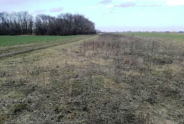 Fermierii din Nădlac reclamă pagube anuale însemnate cauzate de fâşia de frontieră, gestionată de stat, care este infestată cu abrozie şi rozătoare