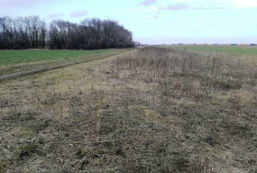 Fermierii din Nădlac reclamă pagube anuale însemnate cauzate de fâşia de frontieră, gestionată de stat, care este infestată cu abrozie şi rozătoare