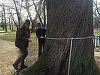 Arborii bătrâni din Arad, diagnosticaţi prin tomografii de către specialişti din Ungaria, în urma unui parteneriat - FOTO
