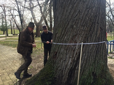 Arborii bătrâni din Arad, diagnosticaţi prin tomografii de către specialişti din Ungaria, în urma unui parteneriat - FOTO