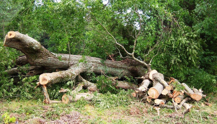 Arad: Peste 25.000 de arbori au fost rupţi în Pădurea Ceala, în urma furtunii din iunie 2017, echivalent cu lemnul exploatat în trei decenii