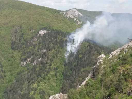 Caraş- Severin: Incendiu de pădure în Parcul Naţional Domogled unde se află pinul negru, o specie protejată