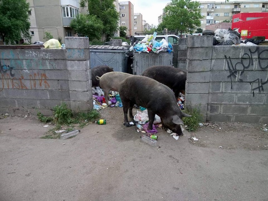 Imagini cu porci căutând mâncare printre gunoaiele din Arad, prezentate de localnici, în timp ce autorităţile dau un ultimatum firmei de salubrizare - FOTO
