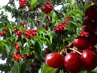 ANSVSA a retras peste 550 de kilograme de cireşe din lotul depistat cu depăşirea limitei pentru dimetoat, acţiunea desfăşurându-se în întreaga ţară