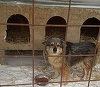 Bărbat cercetat după ce, beat fiind, a înjunghiat un câine fără stăpân care intrase in scara unui bloc din capitală