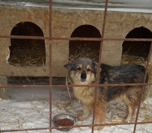 Bărbat cercetat după ce, beat fiind, a înjunghiat un câine fără stăpân care intrase in scara unui bloc din capitală
