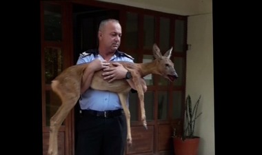 Căprioară rănită, salvată de poliţiştii locali din Buzău