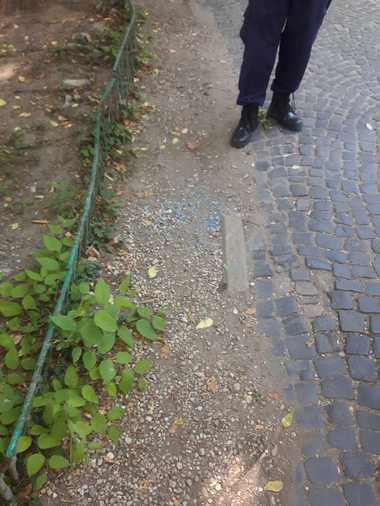 Firea, despre otrava împrăştiată în parcuri: Au fost sparte 30 de cutii cu granule de otravă din cinci parcuri. Otrava a fost strânsă, iar restul capcanelor pentru şobolani sunt verificate de ALPAB şi Poliţia Locală