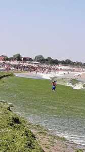 Peste 1.300 de tone de alge au fost strânse, în trei zile, de pe plajele din sudul litoralului