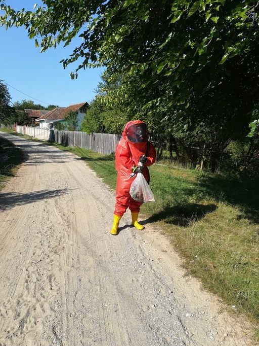 Mehedinţi: Aproape 40 de intervenţii ale pompierilor pentru îndepărtarea unor cuiburi de gărgăuni, în creştere faţă de anul trecut; insectele sunt foarte periculoase. FOTO
