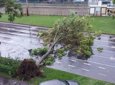 Primăria Capitalei a cumpărat două tomografe care evaluează rezistenţa arborilor