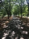 Reprezentant Eco Civica: În Bucureşti mai avem în jur de 1.500 de hectare de spaţiu verde, dar jumătate nu este declarat ca atare în documentaţiile urbanistice; este o şmecherie a autorităţilor