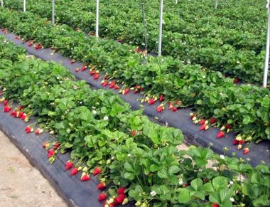 Angajatorii din Spaţiul Economic European oferă peste 2.200 de locuri de muncă; cele mai multe sunt în Spania