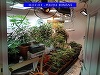 Bărbat reţinut de DIICOT după ce procurorii au găsit în locuinţa sa o cultură de cannabis - FOTO, VIDEO