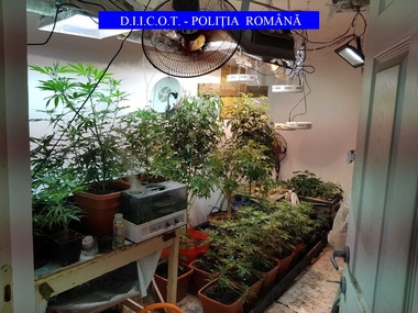 Bărbat reţinut de DIICOT după ce procurorii au găsit în locuinţa sa o cultură de cannabis - FOTO, VIDEO